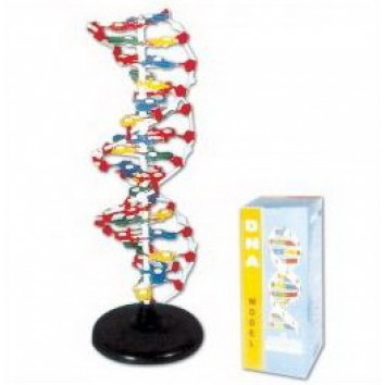 DNA STRUCTURE MODEL